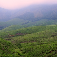 Top Station and Kollukumalai - Exploring World's highest Organic Tea Estate through a trek